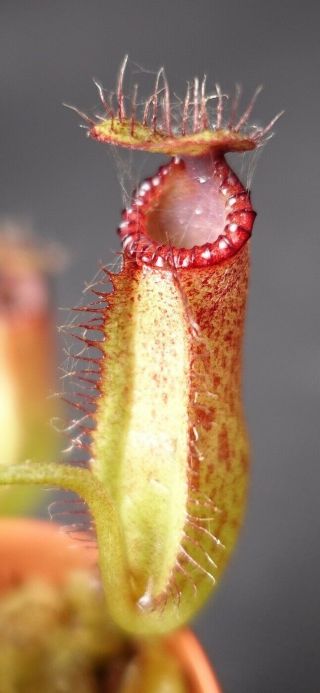 Nepenthes hamata x edwardsiana SEED GROWN - ULTRA RARE carnivorous pitcher plant 3