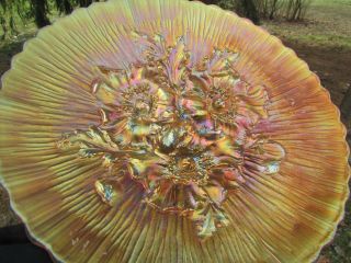 Northwood Poppy Show Antique Carnival Art Glass Plate Marigold A Beauty