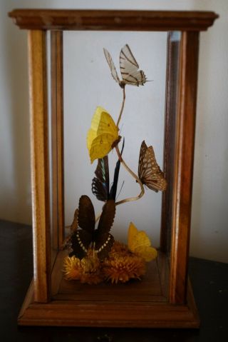 Vintage Taxidermy Butterfly 