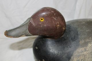Premier Bobtail Mason Drake Redhead Duck Decoy 3