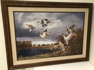 Rapid Ascent - Pintails Framed Limited Edition Canvas By David A.  Maass Rare