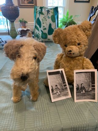 Antique Likely Steiff ? Jointed Teddy Bear Golden Doodle W Pics Of Child Owner