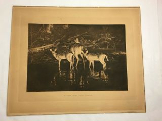Antique George Shiras Deer Wildlife National Geographic Photogravure Print