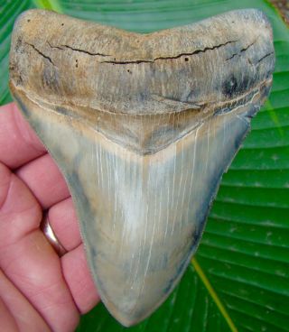 Megalodon Shark Tooth 4 & 7/16 In.  Rare - Colorful - No Restorations