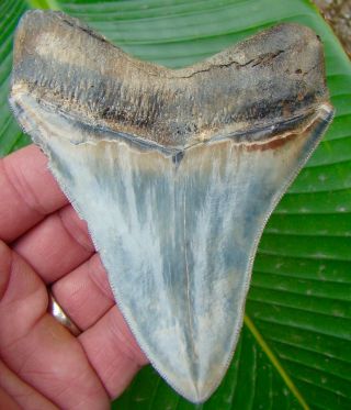 Megalodon Shark Tooth 4 & 7/16 in.  RARE - COLORFUL - NO RESTORATIONS 2