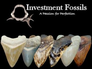 Megalodon Shark Tooth 4 & 7/16 in.  RARE - COLORFUL - NO RESTORATIONS 3