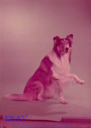 Lassie 1956 Vintage 7 X 9 Transparency