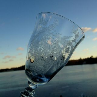 6 Vintage Optic Persian Pheasant Stem 17392 Tiffin Franciscan Goblets 7 7/8 "