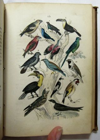 Antique 1862 MARTIN ' S NATURAL HISTORY Zoology HAND COLORED PLATES Botany 2 VOL 5