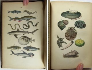 Antique 1862 MARTIN ' S NATURAL HISTORY Zoology HAND COLORED PLATES Botany 2 VOL 6