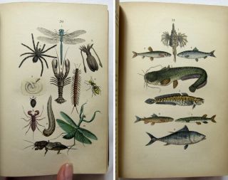 Antique 1862 MARTIN ' S NATURAL HISTORY Zoology HAND COLORED PLATES Botany 2 VOL 8