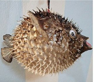 Real Puffer Fish Blowfish Taxidermy Vintage Red Decor Collect Lamp 12 ",  Bulb