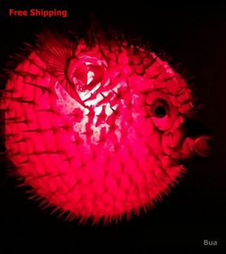 Real puffer fish blowfish taxidermy vintage red decor collect lamp 12 