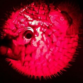 Real puffer fish blowfish taxidermy vintage red decor collect lamp 12 