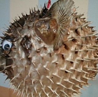 Real puffer fish blowfish taxidermy vintage red decor collect lamp 12 