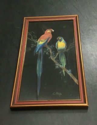 Rare Antique 1927 Vintage Chalk Painting Mary E Stokes Parrot Birds Framed Art