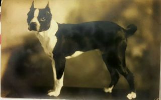 Vintage Old 1915 Photo Of Cute Boston Terrier Dog Breed Named " Teddy Ruffles " 