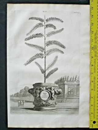 Rare&large Flower Eng.  A.  Munting,  Aardgewassen,  Herba Viva Chinensis Arboresc.  1696