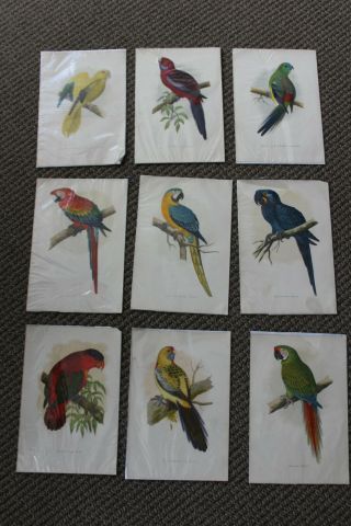 Set Of 9 Hand Colored Prints Form Wt Greene 
