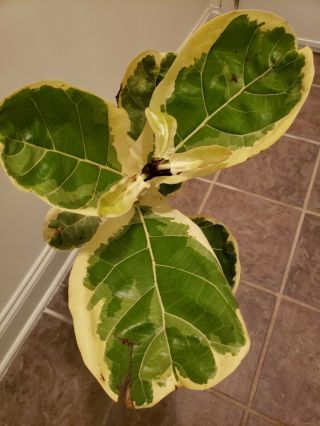Ficus Lyrata Variegata Rare Variegated Fiddle Leaf Fig.  Very Hard To Find.