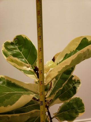 Ficus Lyrata Variegata RARE Variegated Fiddle Leaf Fig.  Very hard to find. 2