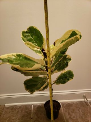Ficus Lyrata Variegata RARE Variegated Fiddle Leaf Fig.  Very hard to find. 3
