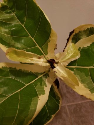 Ficus Lyrata Variegata RARE Variegated Fiddle Leaf Fig.  Very hard to find. 4
