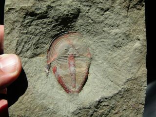 BIG (5 cm) AND RARE TRILOBITE.  HARPIDES.  ORDOVICIAN.  MOROCCO.  nºMM1 10