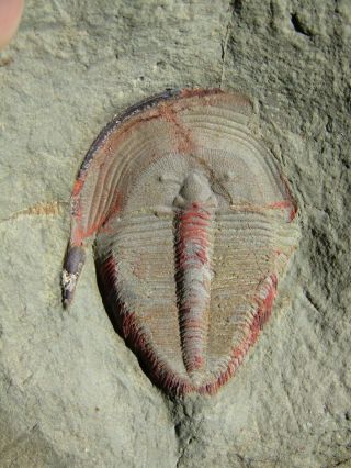 BIG (5 cm) AND RARE TRILOBITE.  HARPIDES.  ORDOVICIAN.  MOROCCO.  nºMM1 11