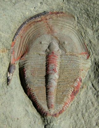 BIG (5 cm) AND RARE TRILOBITE.  HARPIDES.  ORDOVICIAN.  MOROCCO.  nºMM1 2