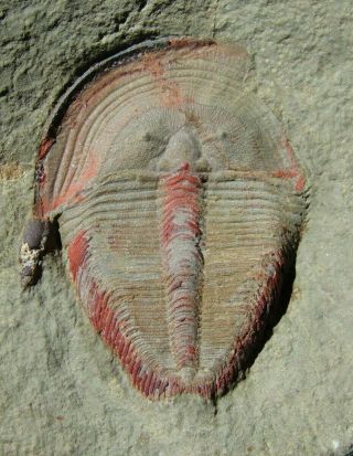 BIG (5 cm) AND RARE TRILOBITE.  HARPIDES.  ORDOVICIAN.  MOROCCO.  nºMM1 3