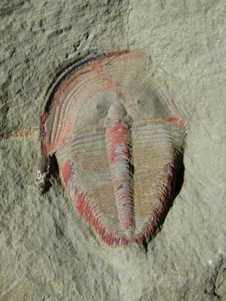 BIG (5 cm) AND RARE TRILOBITE.  HARPIDES.  ORDOVICIAN.  MOROCCO.  nºMM1 5