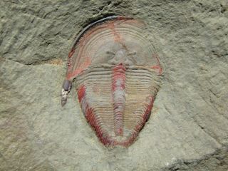 BIG (5 cm) AND RARE TRILOBITE.  HARPIDES.  ORDOVICIAN.  MOROCCO.  nºMM1 6