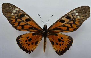 Very Rare : Papilio Antimachus Female From Congo (rdc)