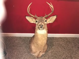 Vintage 8 Point Whitetail Buck Deer Head Shoulder Mount Taxidermy Wallmount