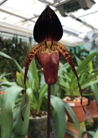 Paphiopedilum Anitum `black - Forrest 2 / Strong In Bs Size / Rare Orchid Species