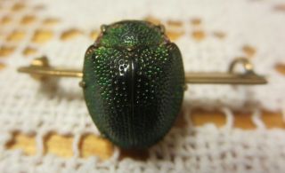 Antique 1920s Flapper Era Real Scarab Prong Set Pin Art Deco Beetle Jewelry