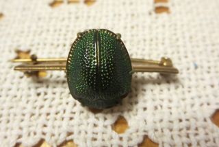 Antique 1920s Flapper Era Real Scarab Prong Set Pin Art Deco Beetle Jewelry 3
