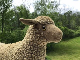 Vintage Antique Steiff Sheep Pull Toy With Button In Ear And Glass Eye 6