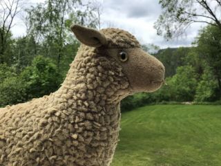 Vintage Antique Steiff Sheep Pull Toy With Button In Ear And Glass Eye 8