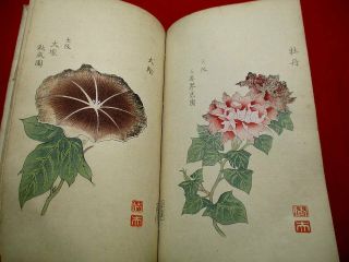 2 - 20 RARE Japanese Morning - glory flower Woodblock print BOOK 10