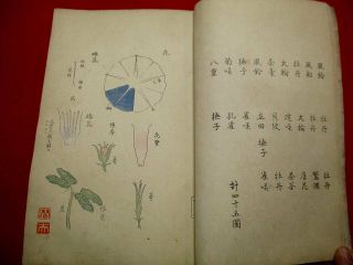 2 - 20 RARE Japanese Morning - glory flower Woodblock print BOOK 4