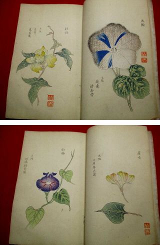 2 - 20 RARE Japanese Morning - glory flower Woodblock print BOOK 5