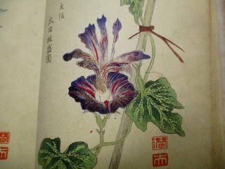 2 - 20 RARE Japanese Morning - glory flower Woodblock print BOOK 6