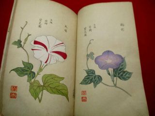 2 - 20 RARE Japanese Morning - glory flower Woodblock print BOOK 8