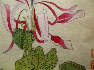 2 - 20 RARE Japanese Morning - glory flower Woodblock print BOOK 9