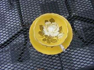Ultra Rare Paragon White Cabbage Rose Teacup Large Roses Paragon Fine Bone China