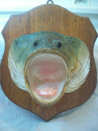 Vintage Fish Taxidermy Bass Real Skin Mount Vintage Fish Wall Mount Circa 1950s