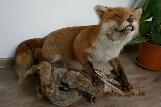 Old Lovely Vintage Premium Red Fox European Taxidermy Collectors About 1970