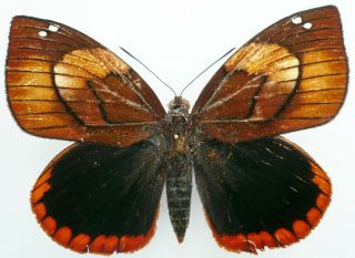 Castnia (corybantes) Veraguana Govara From Colombia,  Very Rare,